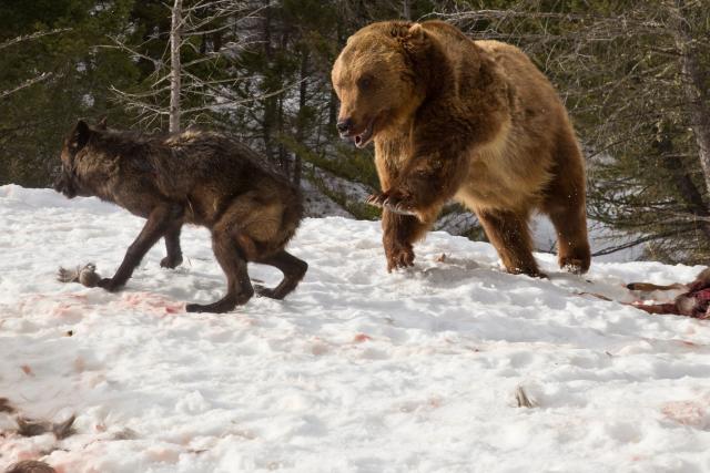 grizzly bear fight wolves