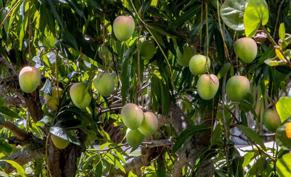 Mangoes hang on a tree in the back yard of a home in the historic El Cid neighborhood in West Palm Beach on June 27.