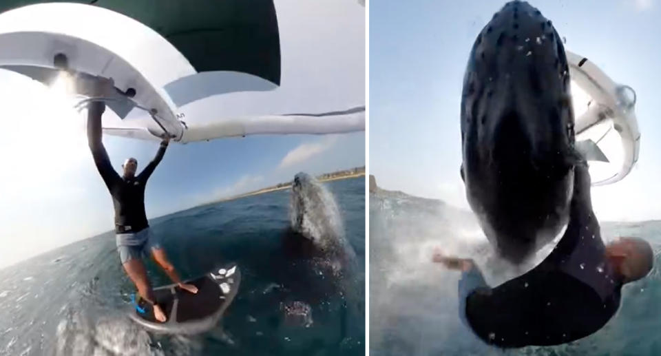 Left, Jason Breen stands on his board as the whale begins to breach the water. Right, the two collide.