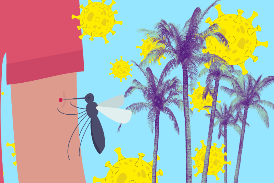 Some beloved tropical destinations for Canadians' March Break travels are high risk for dengue. Here's what you need to know and how to stay safe. (via Canva) dengue fever cuba jamaica mexico, dominican. mosquitos 