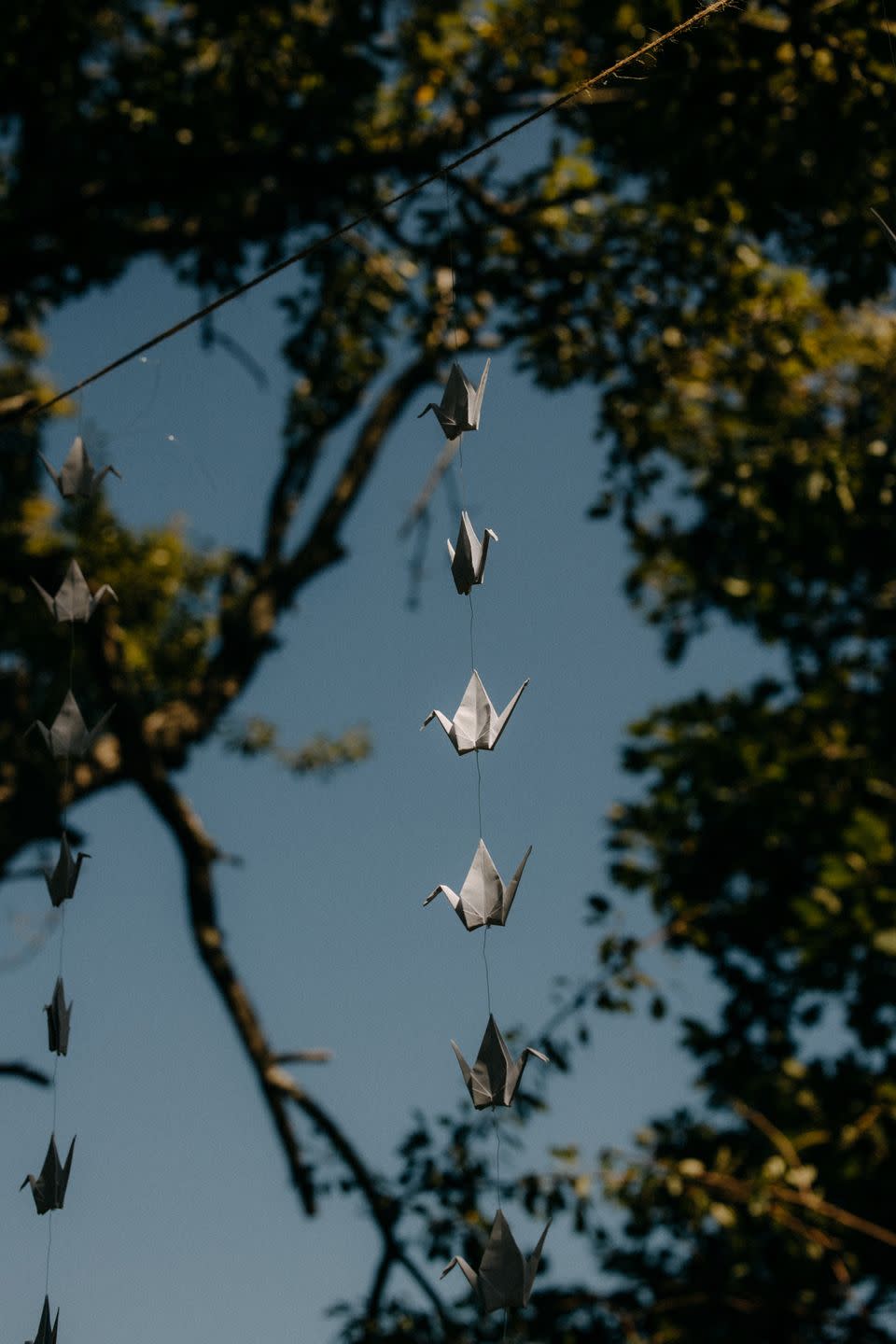 a group of birds flying in the sky