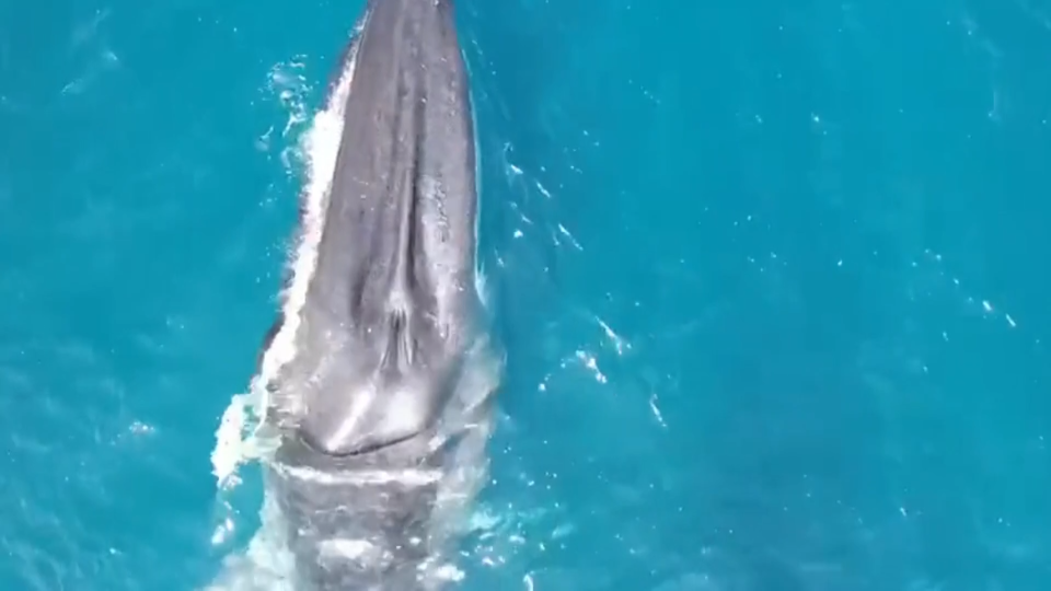 Whale with scoliosis spotted in Spain