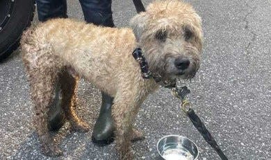 Henry, a 7-year-old soft-coated wheaten terrier, was missing since Aug. 19 before he was found Monday, Sept. 4, 2023. He was reunited with his owner, Stephanie Mansfield, of Duxbury.