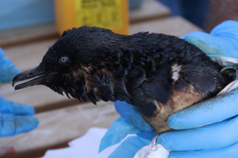 TAURANGA, NEW ZEALAND - OCTOBER 7: A little blue penguin which was found at Papamoa Beach, covered in oil after the Liberian cargo ship, Rena, hit a reef, on October 7, 2011, in Tauranga, New Zealand. Reports of an oil sheen have been spotted on the surface of the water surrounding the ship and two penguins have been found covered in oil. (Photo by SUNLIVE New Zealand/Getty Images)