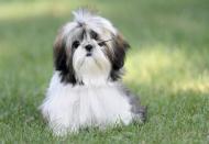 These small lapdogs are loyal companions and would make a great dog for people of all ages. They are full of love for their owners and adapt to most environments. They get along well with other pets and even strangers, but some supervision around small children is needed. Shih Tzu's need daily walking on a lead if they don't have a yard to play in.