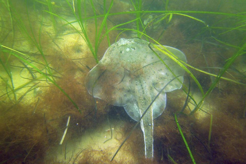In this undated photo provided by the Massachusetts Division of Marine Fisheries, a winter skate rests among seagrass at a monitoring site in the sound off shore from Salem, Mass. Seagrass meadows, found in coastlines all coastal areas around the world except Antarctica's shores, are among the most poorly protected but widespread coastal habitats in the world. Studies have found more than 70 species of seagrass that can reduce erosion and improve water quality, while providing food and shelter for sea creatures. (Tay Evans/Massachusetts Division of Marine Fisheries via AP)