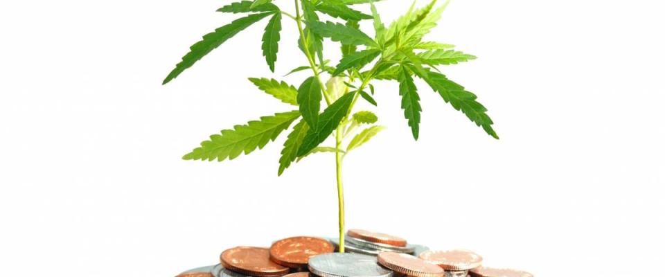 Marijuana plant growing in piles of coins isolated on white background