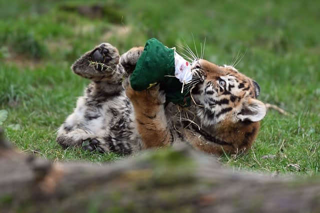 Christmas at Whipsnade Zoo