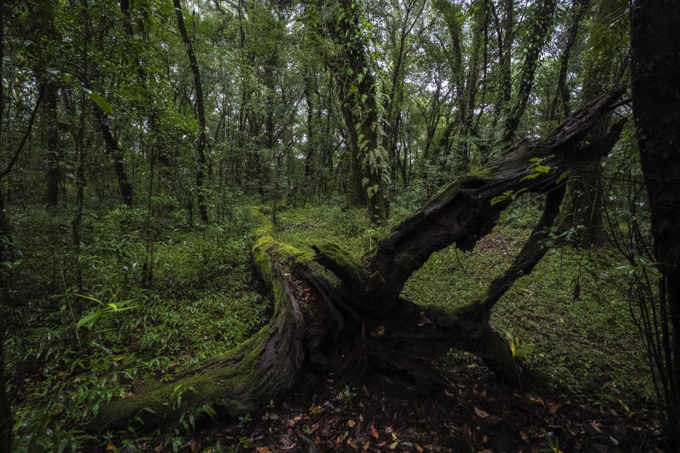 A large tree lies fallen in Mawphlang sacred forest, one of the most renowned in Meghalaya, a state in northeastern India, Friday, Sept. 8, 2023. It is one of more than 125 sacred forests in Meghalaya. These are ancient, virgin woodlands that have been protected by Indigenous communities for many centuries because they are believed to be places where humans connect with the divine. (AP Photo/Anupam Nath)