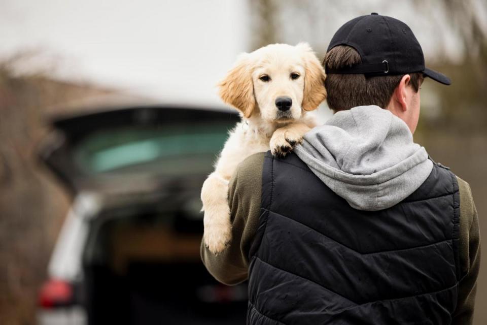 American Bulldogs were the most stolen breed in 2022, with the number more than quadrupling compared to the year before <i>(Image: Getty)</i>