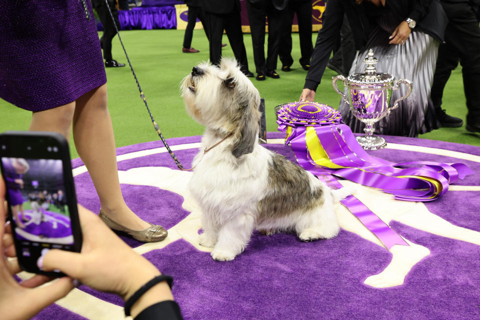 NEW YORK, NEW YORK – MAY 09: Buddy Holly, the Petit Basset Griffon Vendeen, winner of the Hound Group, wins Best in Show at the 147th Annual Westminster Kennel Club Dog Show Presented by Purina Pro Plan at Arthur Ashe Stadium on May 09, 2023 in New York City. (Photo by Cindy Ord/Getty Images for Westminster Kennel Club)