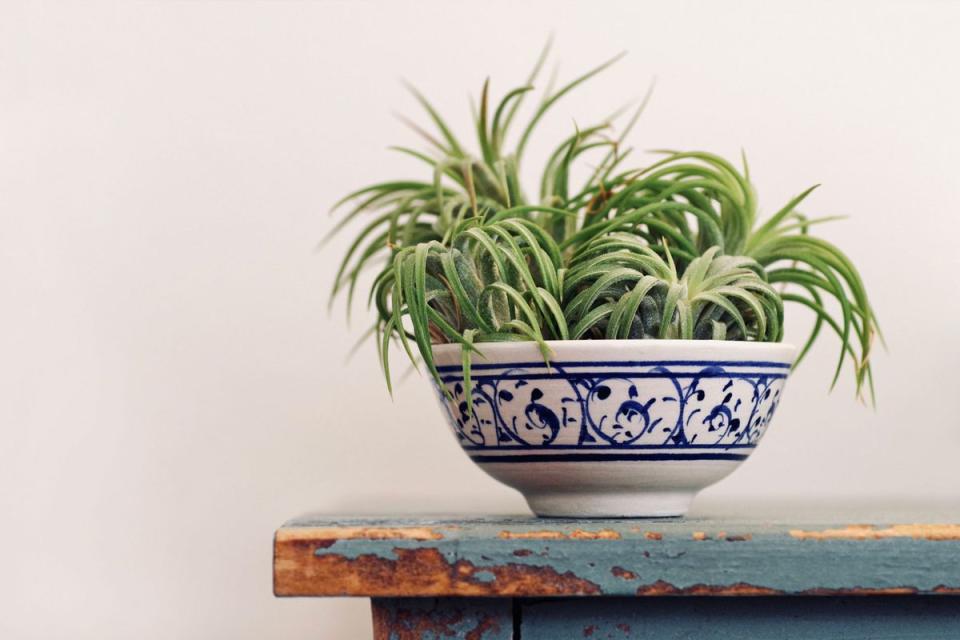 Air Plants in a China Dish on an Old Table