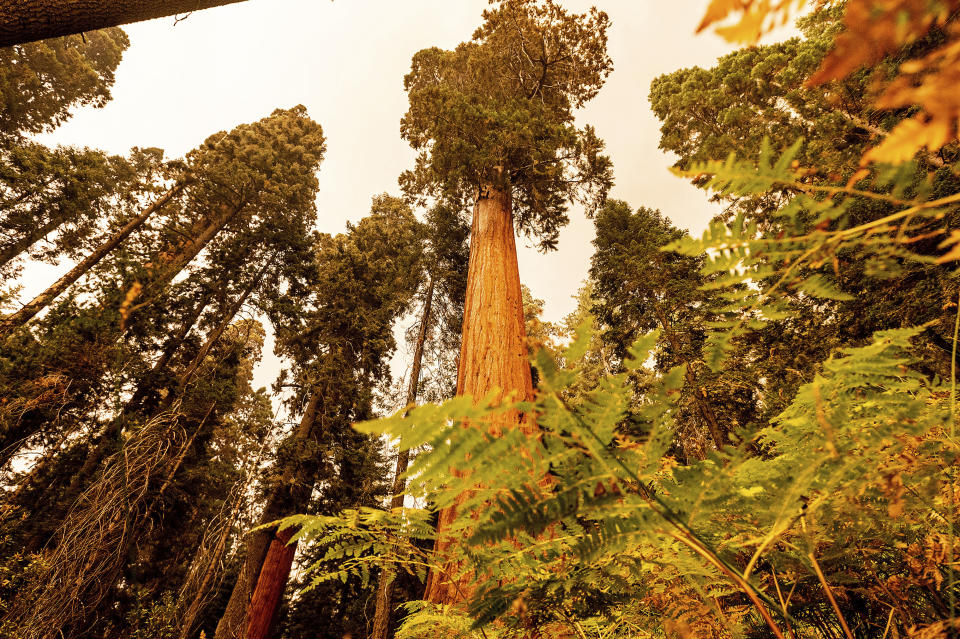 Sequoia trees stand in Lost Grove along Generals Highway as the KNP Complex Fire burns about 15 miles away on Friday, Sept. 17, 2021, in Sequoia National Park, Calif. (AP Photo/Noah Berger)