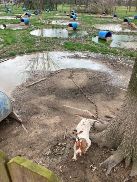 Living conditions for 40 dogs who were removed from a Delaware County property on Sunday, April 7, 2024 (PHOTO COURTESY M. HAMM)