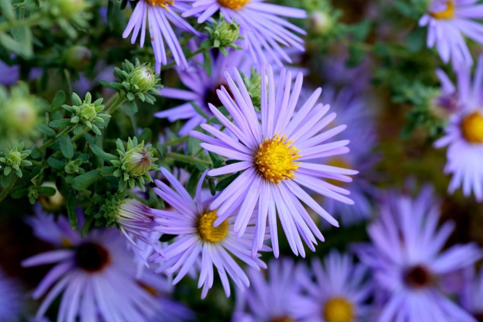 Aster