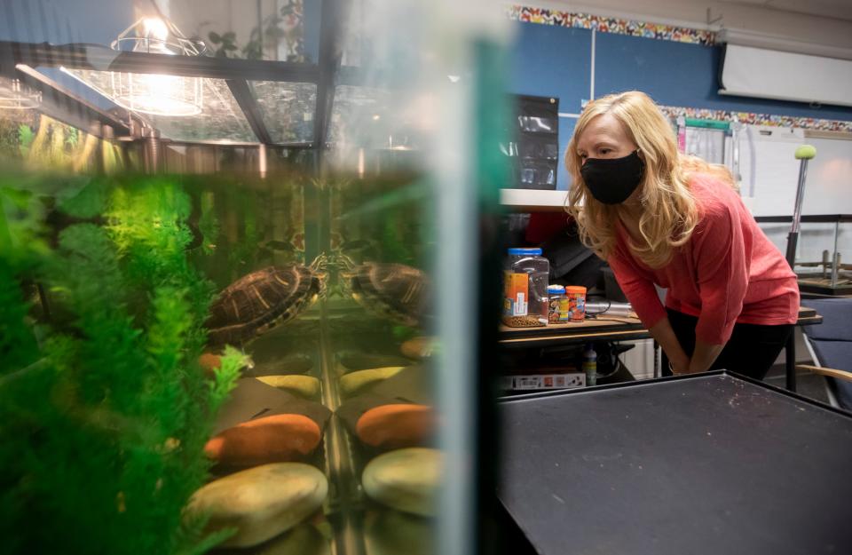 Katie Guehl, a fourth grade teacher at Indian Run Elementary School in Dublin, Ohio, looks in on Daphne Phyllis, a red-eared slider turtle, inside her classroom April 13, 2021. Guehl has had to increase her hands-on care of the turtle, which has been in her care for more than 20 years, during the pandemic due to not having kids in the classroom to help.