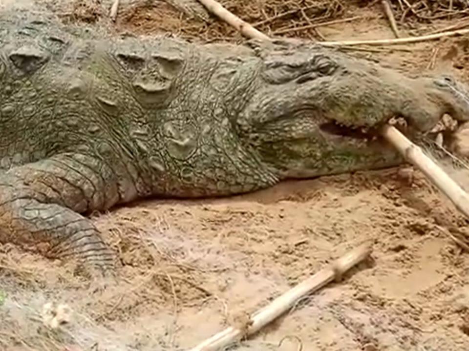 Villagers in Madhya Pradesh captured a 13-foot crocodile believing it had swallowed a child (Twitter/Screengrab/@@Anurag_Dwary)
