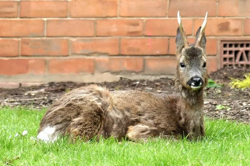 Members of the public were advised to give the deer space -Credit:Grimsby Live/Donna Clifford
