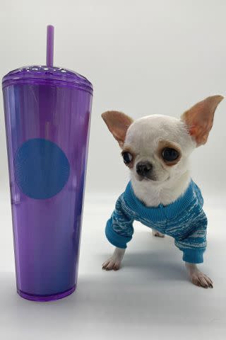 GUINNESS WORLD RECORDS Pearl the chihuahua