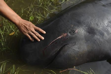 A man touches a dead whale after it got stranded on the coast of Pesisir beach in Probolinggo, Indonesia, June 16, 2016. Antara Foto/Zabur Karuru/via REUTERS