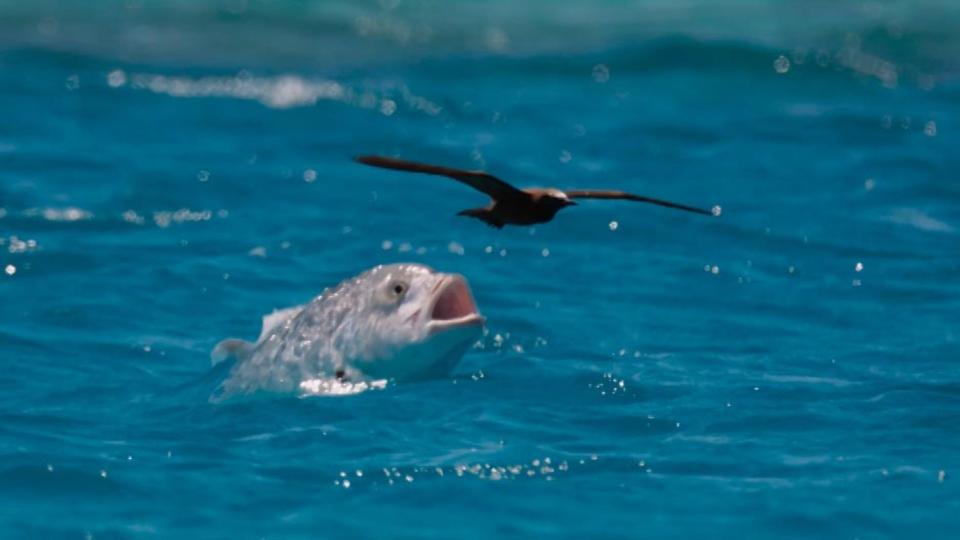 A trevellay fish ready to pounce in the BBC’s Blue Planet II. (BBC)