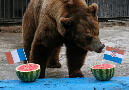 Buyan, a male Siberian brown bear, attempts to predict the result of the soccer World Cup final match between France and Croatia during an event at the Royev Ruchey Zoo in Krasnoyarsk, Russia July 14, 2018. REUTERS/Ilya Naymushin