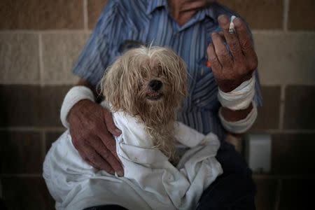 FILE PHOTO: Bentley, a 10 year old maltese, takes refuge with his owner in a school after they lost their home to Hurricane Harvey in Rockport, Texas, U.S. August 26, 2017. REUTERS/Adrees Latif/File Photo