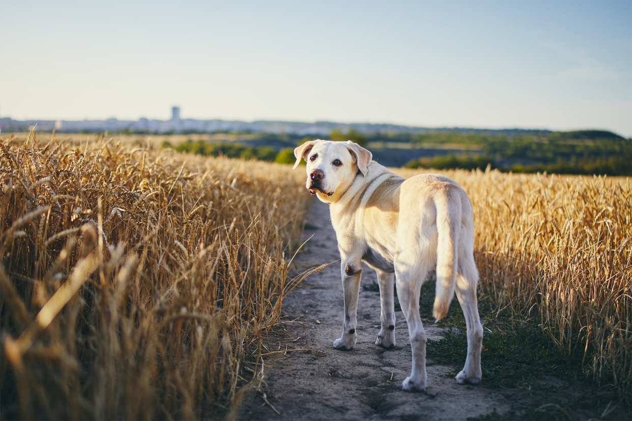 dog in the country