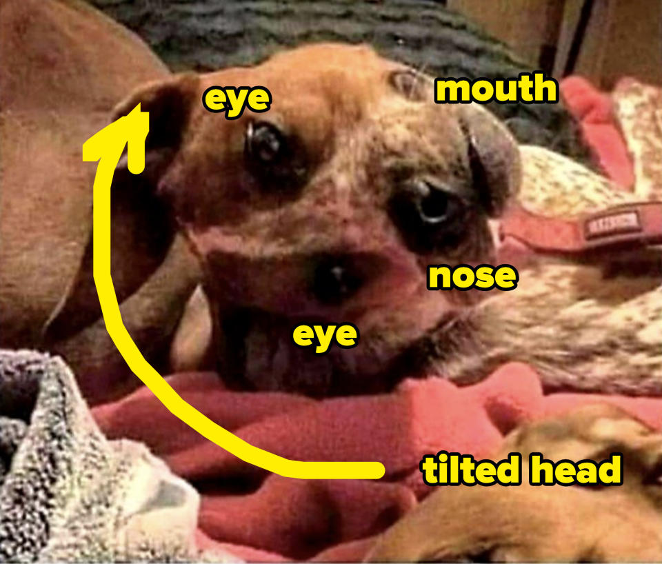 A dog's face sideways