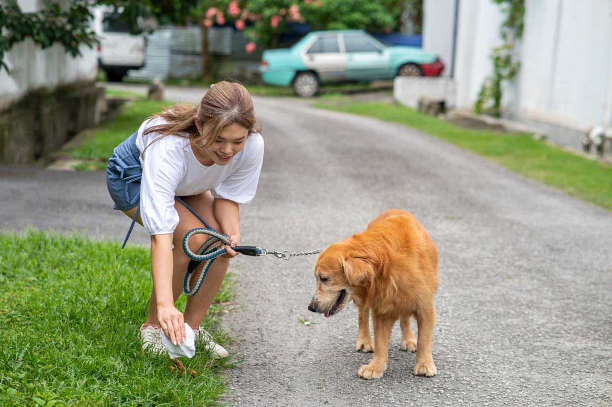 Responsible woman cleaning the grass in the street after her dog, picking up dog poop with paper