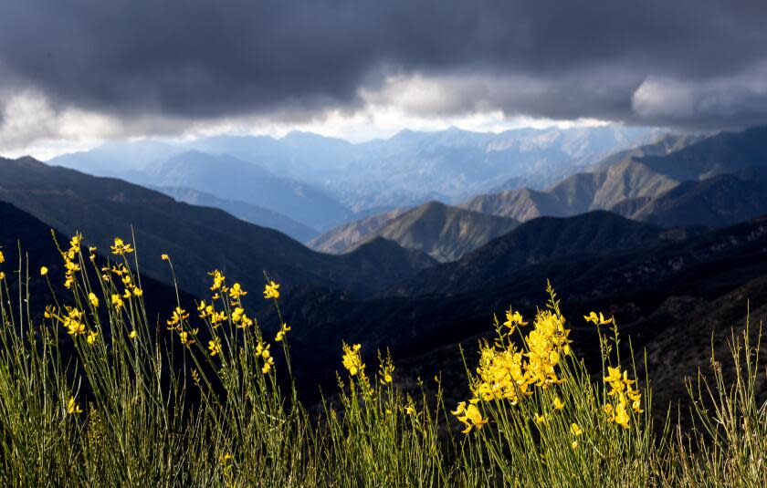 Mt. Baldy, CA - January 03: Clouds drift over wildflowers and the San Gabriel Mountains after a brief storm in a view from Glendora Ridge Rd. on Wednesday, Jan. 3, 2024 in Mt. Baldy, CA. (Brian van der Brug / Los Angeles Times)