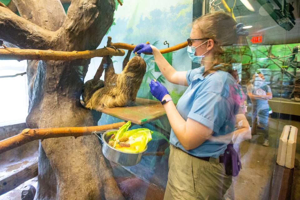 Amy Jacobs feeds a mother sloth holding a baby Tuesday, May 17, 2022, at the Potawatomi Zoo in South Bend.