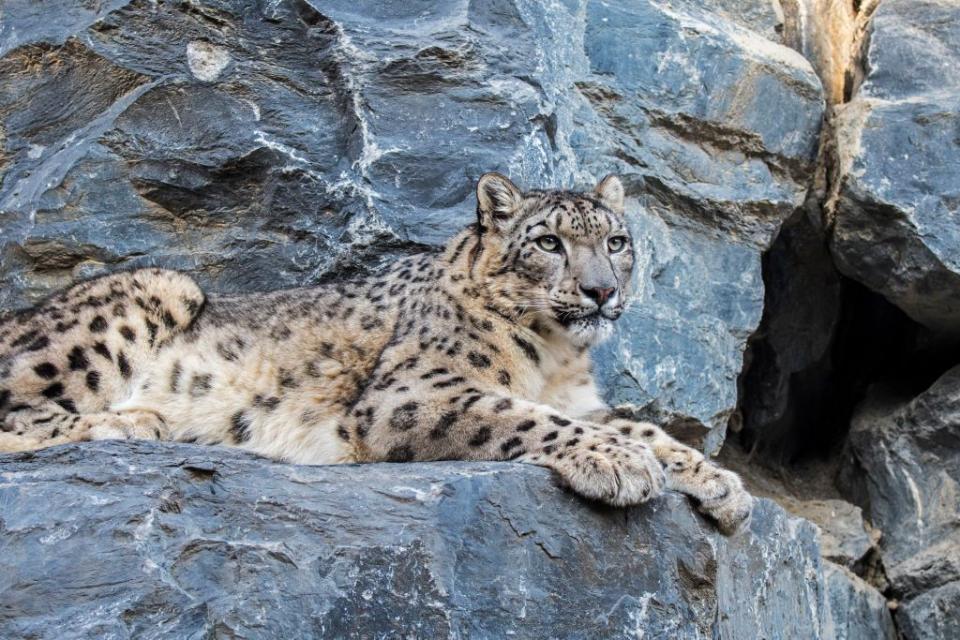 8) Snow Leopard