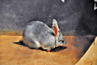 這隻是兔耳袋狸，夜間活動動物，耳長似兔而得名。毛柔軟且很長，行動敏捷。