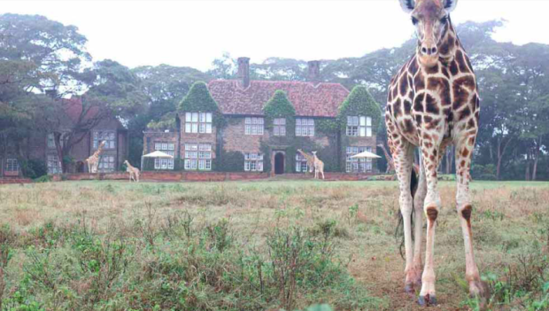 <p>Giraffe Manor</p><p>Couples hoping to see exotic wildlife on their anniversary getaway, look to beautiful Kenya. Book a stay at <a href="https://go.skimresources.com?id=113896X1572730&xs=1&url=https%3A%2F%2Fwww.tripadvisor.com%2FHotel_Review-g294207-d302824-Reviews-Giraffe_Manor-Nairobi.html&sref=https%3A%2F%2Fparade.com%2F1002608%2Fmarynliles%2Fbest-anniversary-getaways%2F" rel="noopener" target="_blank" data-ylk="slk:Giraffe Manor;elm:context_link;itc:0;sec:content-canvas" class="link ">Giraffe Manor</a> and feed treats to the property’s herd of endangered Rothschild’s giraffes who are known to poke their heads into windows hoping for a treat.</p>