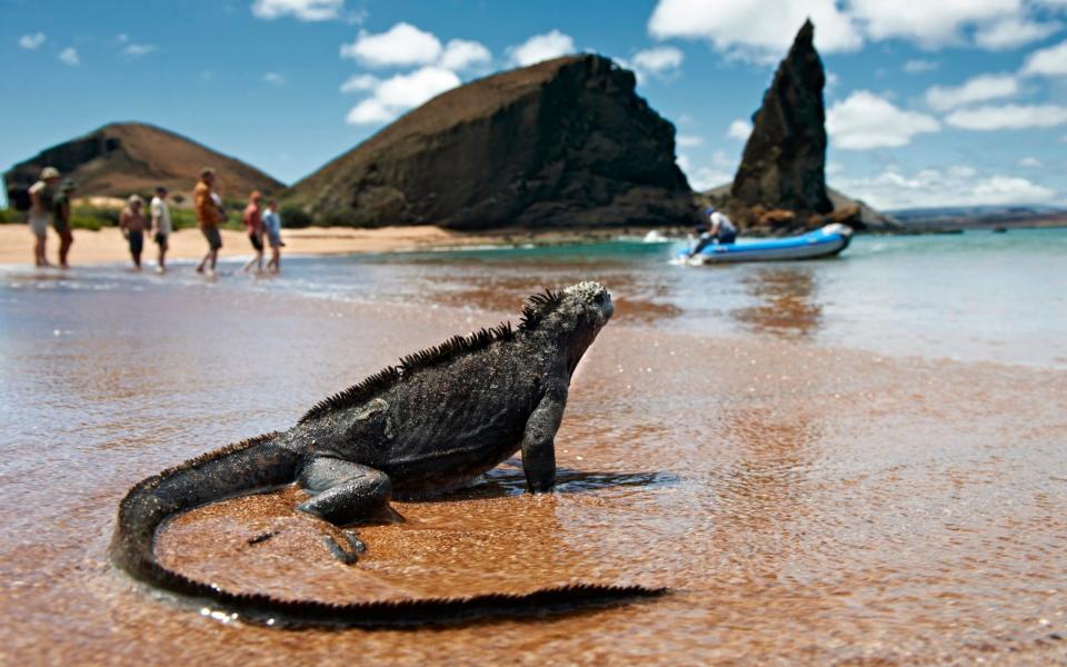 Marine Iguana, Amblyrynchus cristatus, on Isla Bartolome, Galapagos Islands -  Juergen Ritterbach/Getty Images