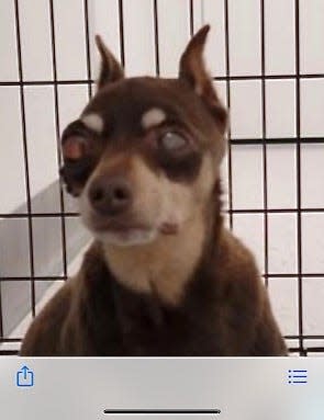 Alley Cat Allies says in a court filing against Berkeley  County Animal Control that the center routinely withholds necessary medical treatment from animals. This is a miniature pinscher with a bulging eye that was kept there.