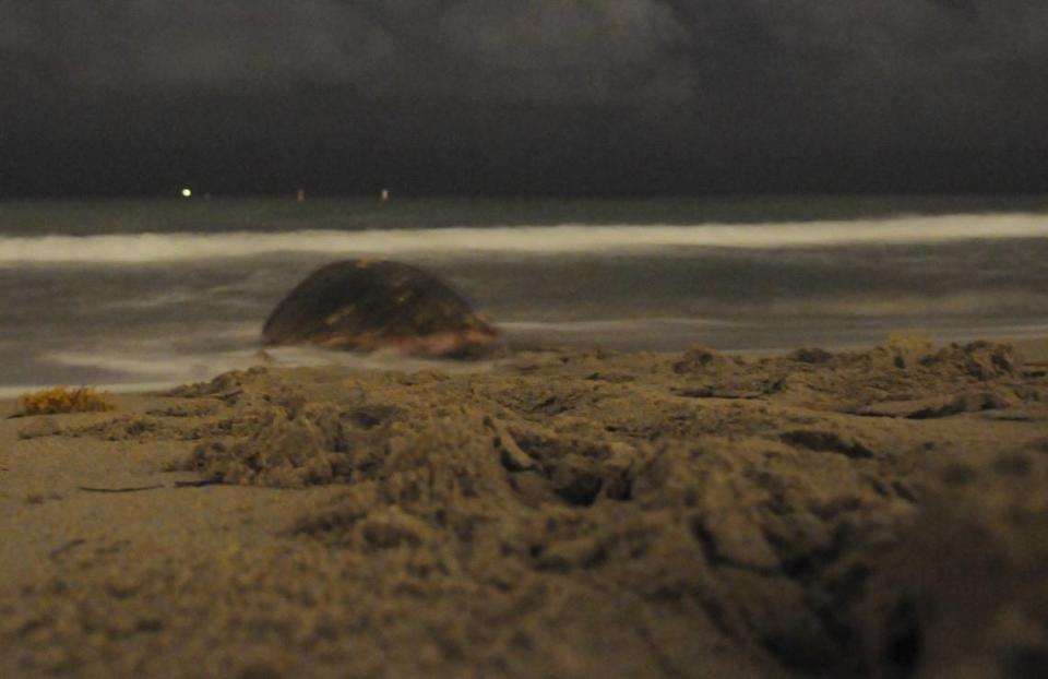 A loggerhead sea turtle leaves for the ocean on Fort Lauderdale beach on Wednesday, June 9, 2010.