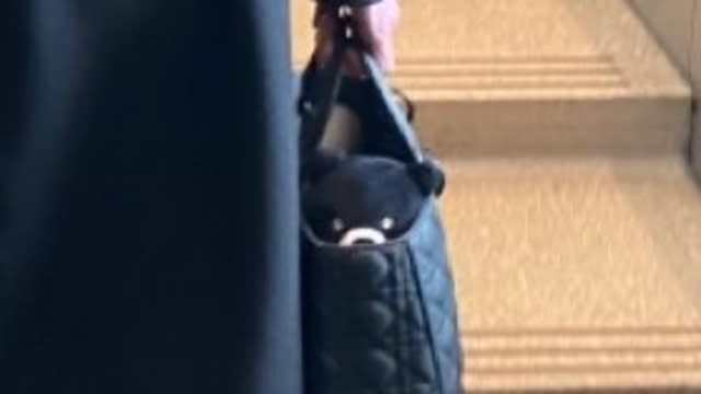 台灣黑熊玩偶在包包裡。