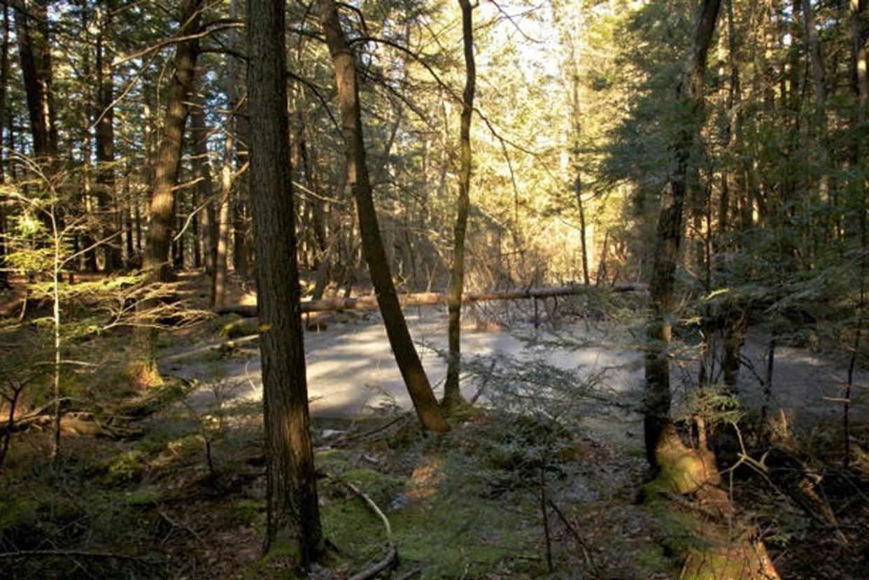 <span class="caption">Old-growth forests prevailed in New England for thousands of years.</span> <span class="attribution"><span class="source">David Foster</span>, <a class="link " href="http://creativecommons.org/licenses/by-nd/4.0/" rel="nofollow noopener" target="_blank" data-ylk="slk:CC BY-ND;elm:context_link;itc:0;sec:content-canvas">CC BY-ND</a></span>