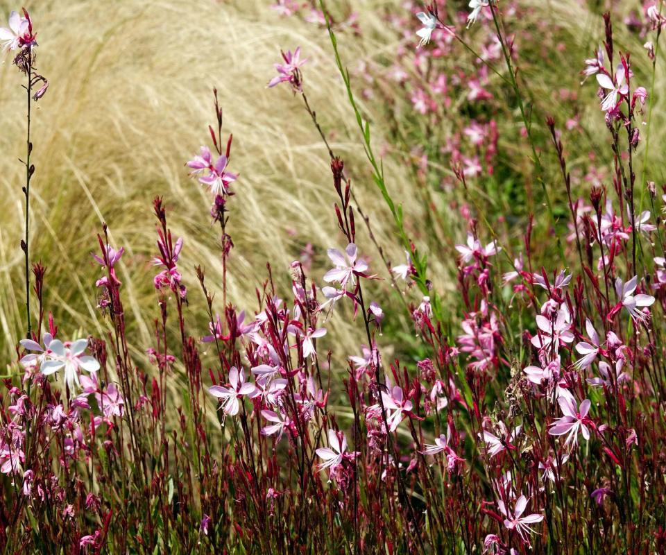 Gaura, pink flowers