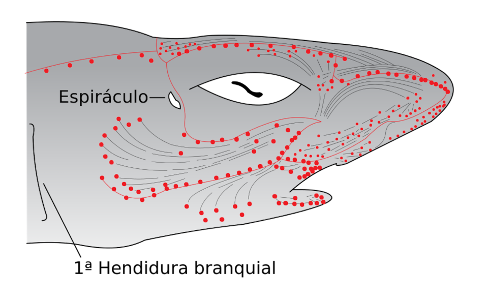 Electrorreceptores en la cabeza de un tiburón. <a href="https://commons.wikimedia.org/wiki/File:Electroreceptors_in_a_sharks_head-es.svg" rel="nofollow noopener" target="_blank" data-ylk="slk:Wikimedia Commons / Chris_huh / Angelito7;elm:context_link;itc:0;sec:content-canvas" class="link ">Wikimedia Commons / Chris_huh / Angelito7</a>