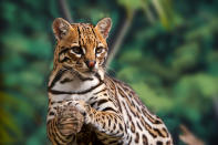 Ocelot rests on a tree.