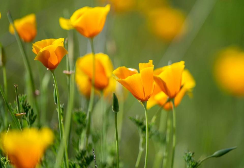 California poppies bloom south of Folsom on Thursday, March 28, 2024.