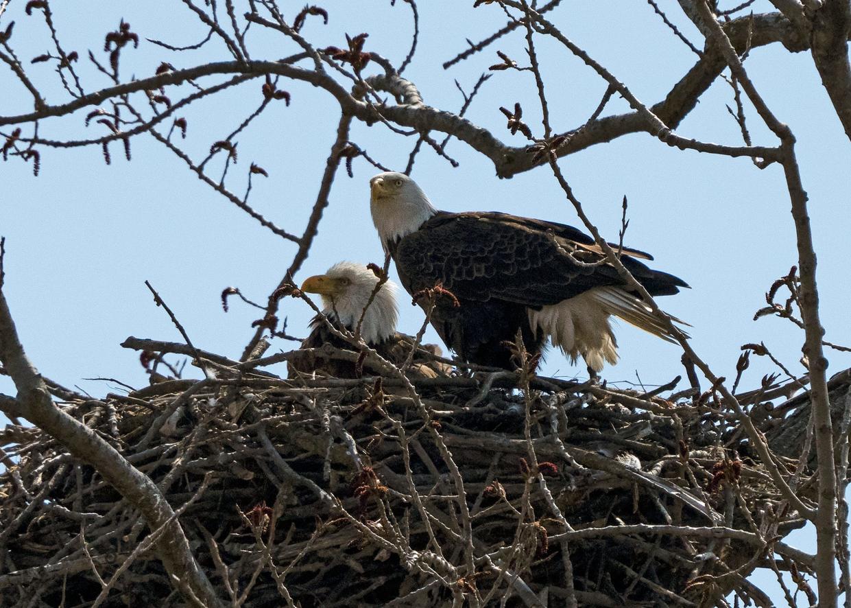 Bald eagles Annie, Apollo and their hatchlings sit in their nest near Dublin Road in April.