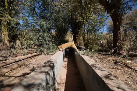 A cat jumps over a dried irrigation canal at Salar area next to San Pedro de Atacama, Chile, August 15, 2018. REUTERS/Ivan Alvarado