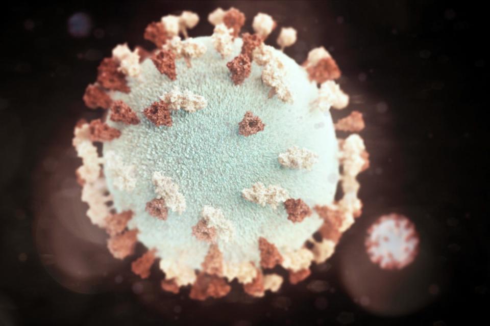 Researchers used a modified live attenuated mumps virus, illustrated above, to develop a COVID-19 vaccine candidate.