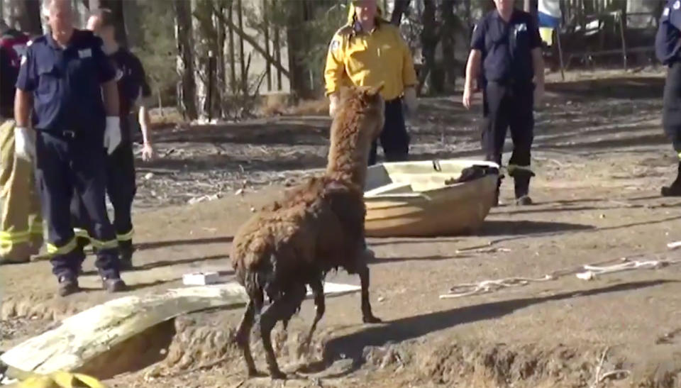 The alpaca walks free at last. Source: 7 News