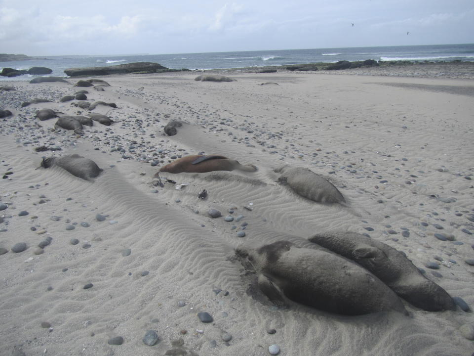 Dead elephant seals line the beach at Punta Delgada, Chubut, Argentina, on Oct. 10, 2023. Bird flu has killed tens of thousands of seals and sea lions around the world and scientists aren't sure how to stop it. (Ralph Vanstreels/UC Davis via AP)