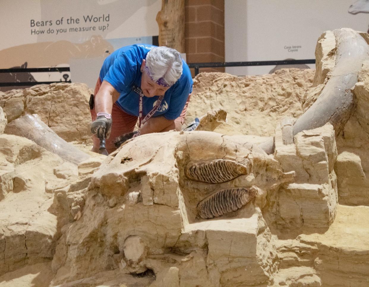 A person uses tools to excavate a mammoth skull